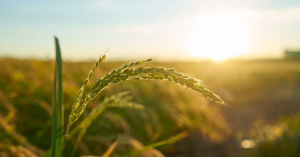 Noi reguli la arendarea terenurilor agricole: contracte incheiate pe minimum 7 ani